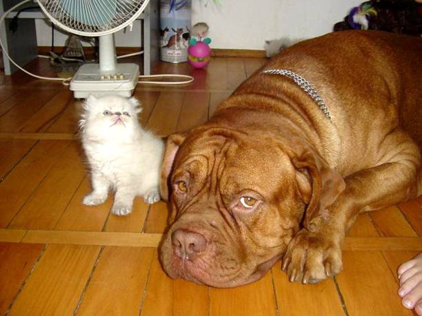 dog_and_cat_2.jpg