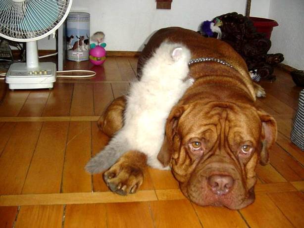 dog_and_cat_4.jpg