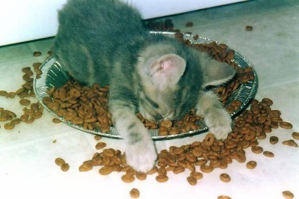 kitten_on_food.jpg